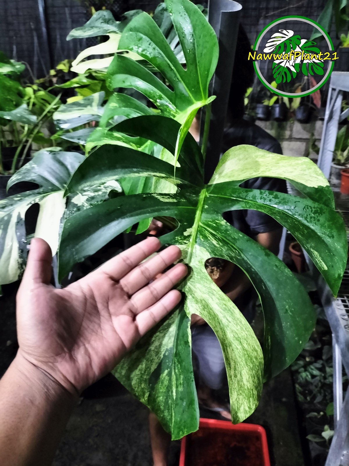 Monstera Jungle Mint Variegated Big Size Mature Real Picture Plant