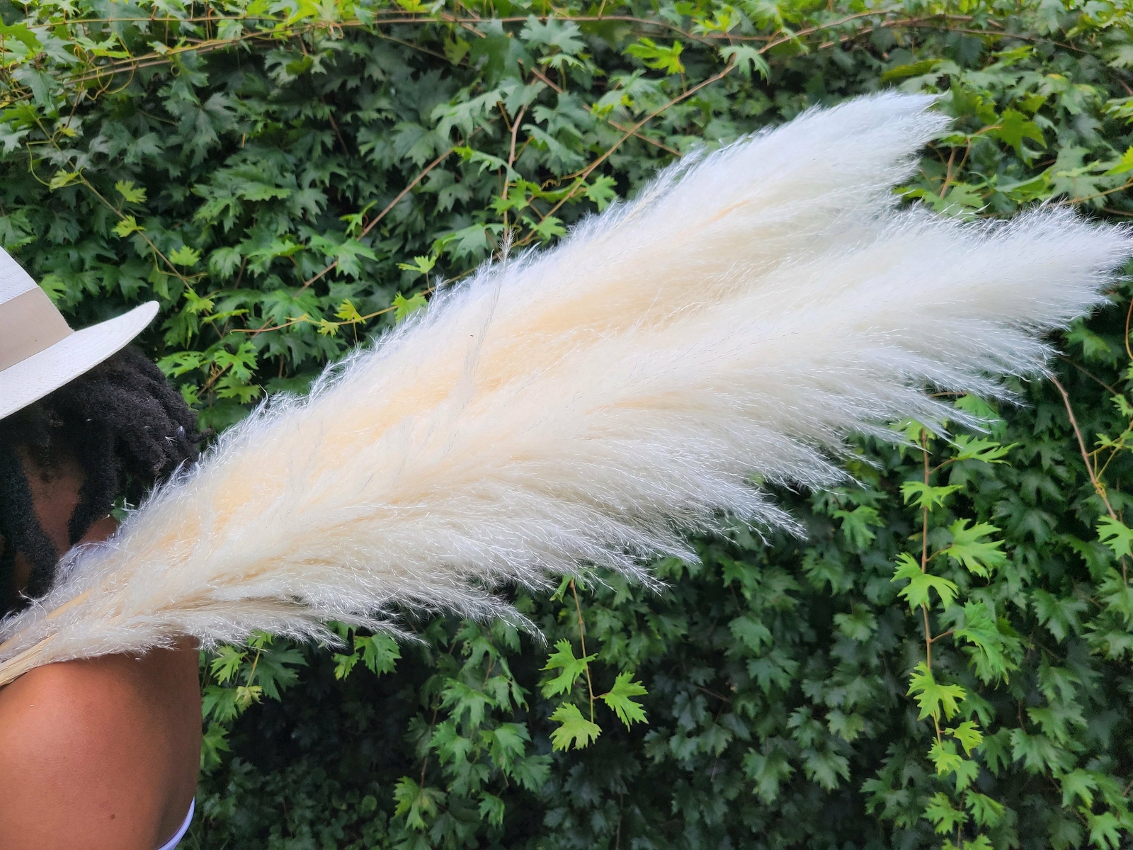 Extra Large Fluffy White Ivory Pampas Grass Jumbo