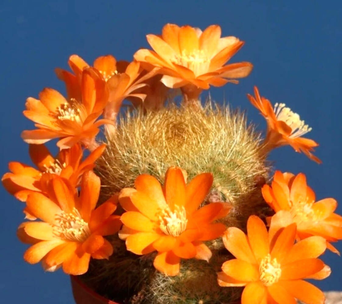 Aylostera archibuiningiana L404 10 SEEDS – Crown cactus | Archibuiningiana cactu
