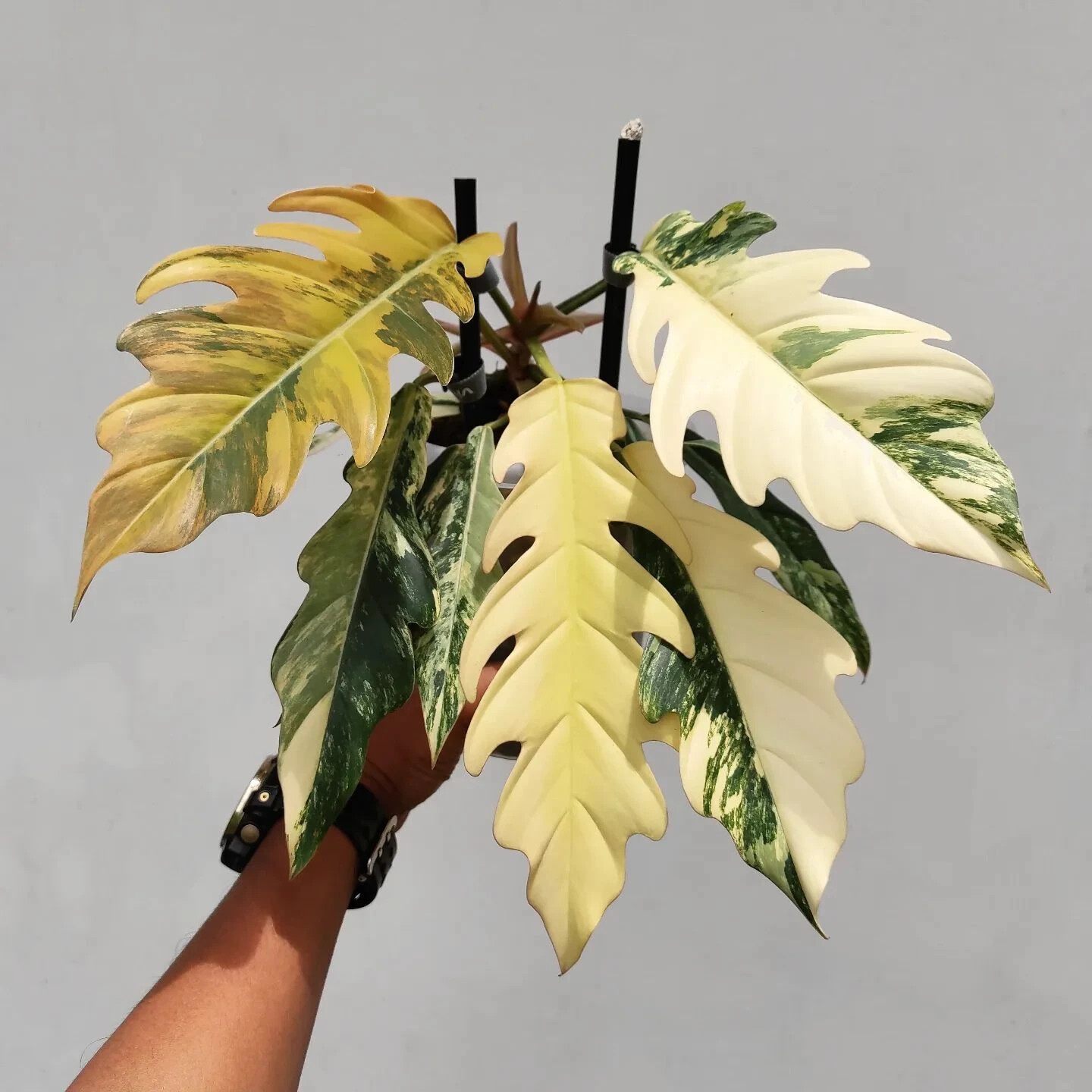 Philodendron Caramel Marble Variegated 1-2leaf + phitosanitary