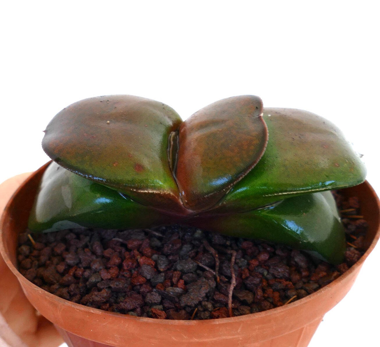 Gasteria pillansii cv 滑らか肌 BROWN FORM – Namaqua gasteria | Pillans’ gasteria