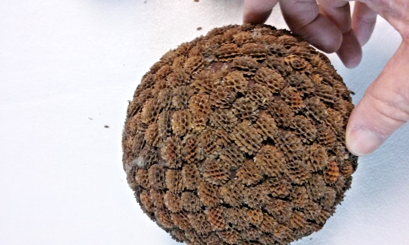 3 Brown Seed Pod Mosaic Decorative Ball Ornaments 5″ to 6″ & 4″ to 5″ wide