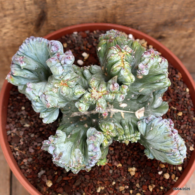 A1525 MYRTILLOCACTUS GEOMETRIZANS STRICTUS pot22-H15-W20 cm MaMa Cactus