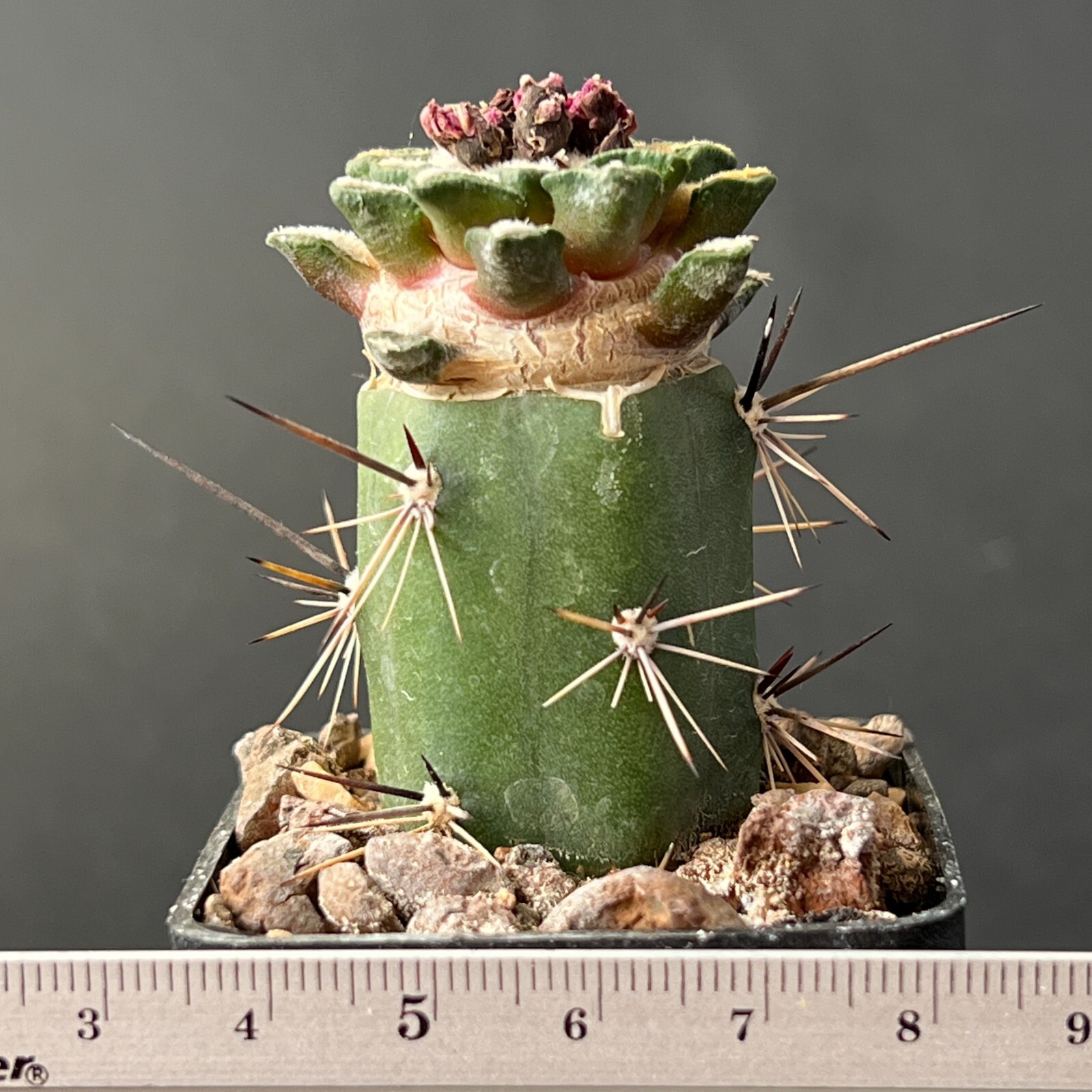 A29-257. Cactus… kotschoubeyanus v. elephantidens (Grafted)