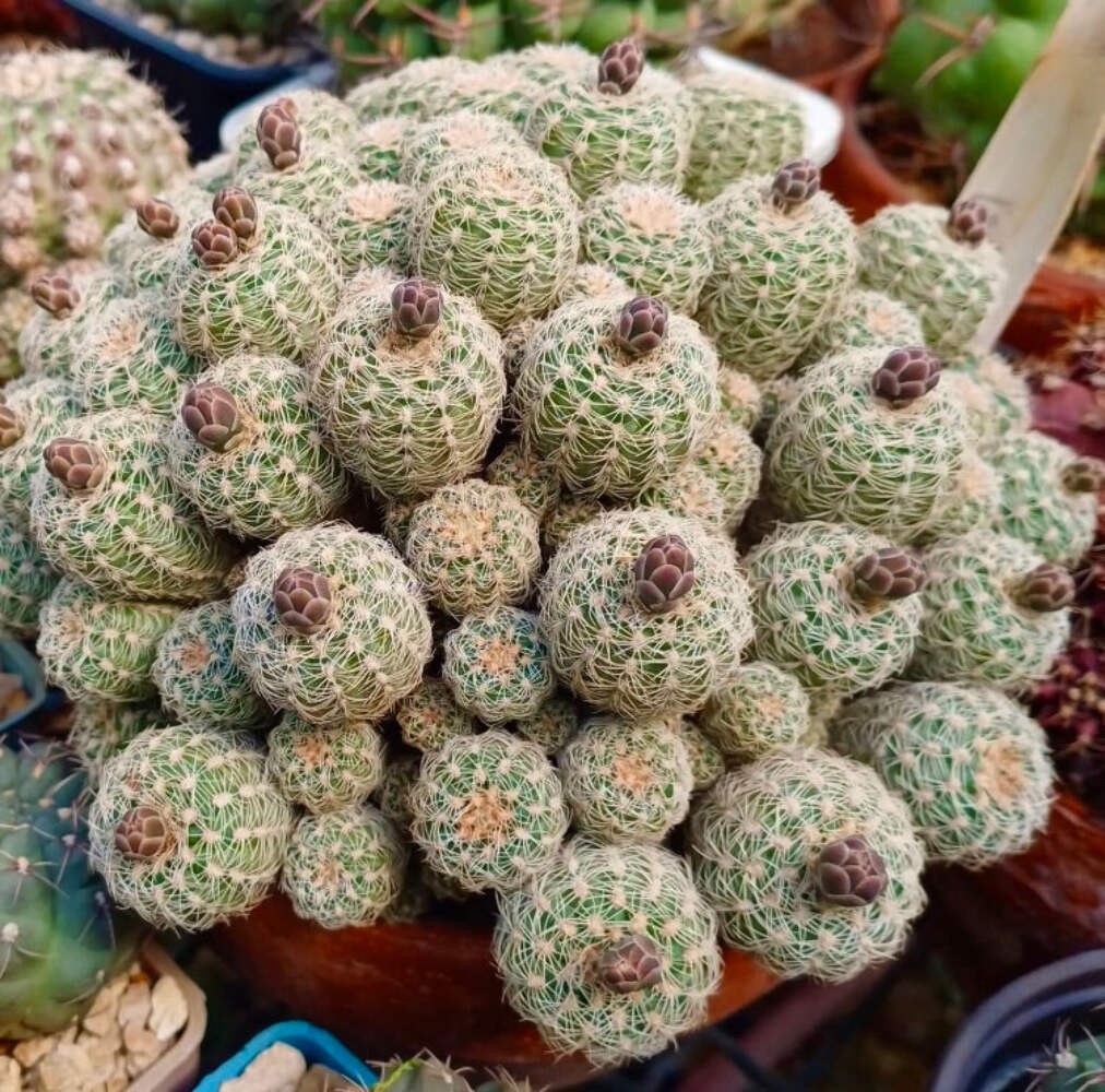 Gymnocalycium bruchii 100 SEEDS – Dwarf chin cactus | Bruch’s cactus