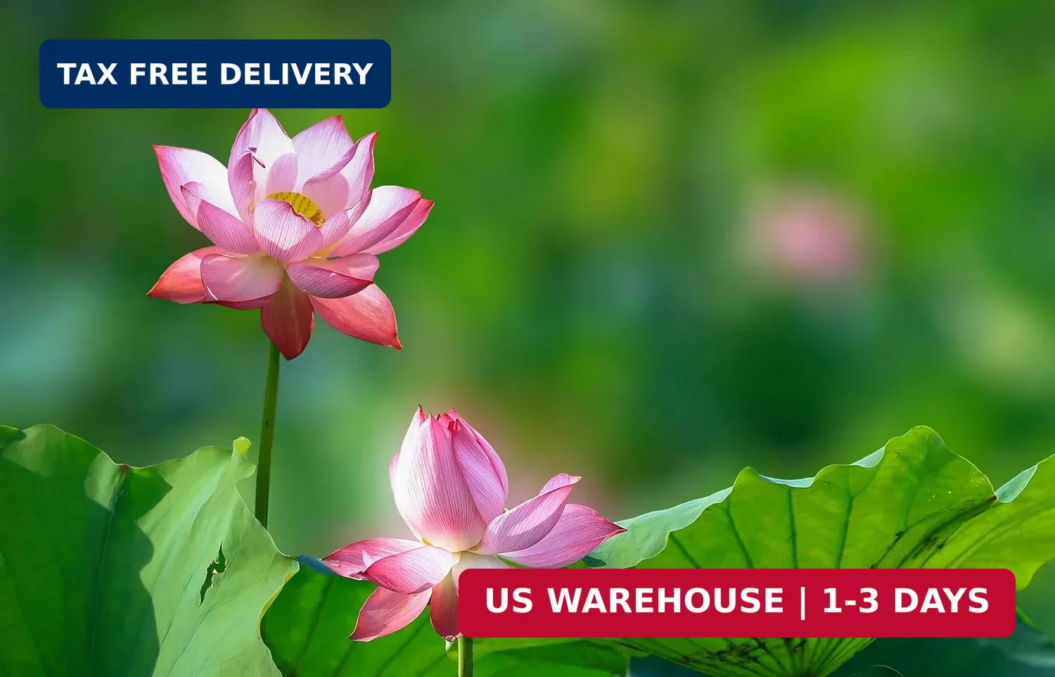 60PCS Premium Lotus Seeds for Planting in Water – Mixed Color Bowl Flower for Po