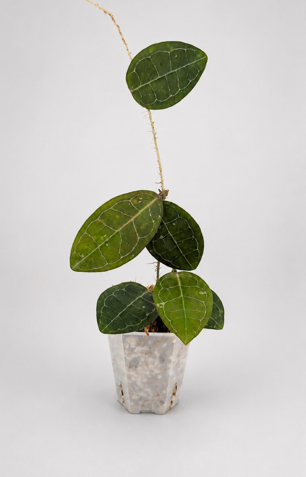 Rare Hoya Elliptica Live Plant Veined Tropical Hoya Houseplant Grow in pot
