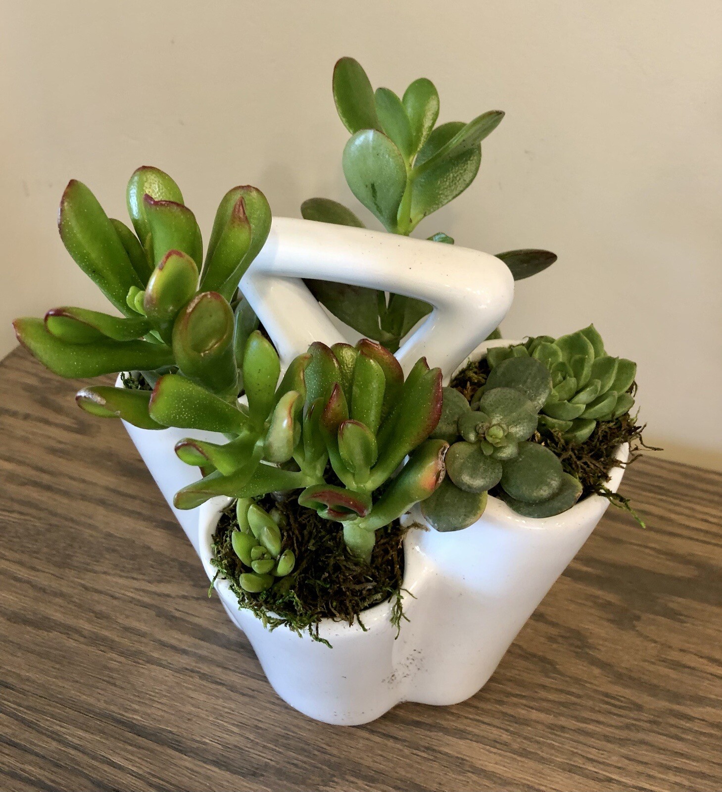 Live Potted Succulent Arrangement in Ceramic Tote Planter