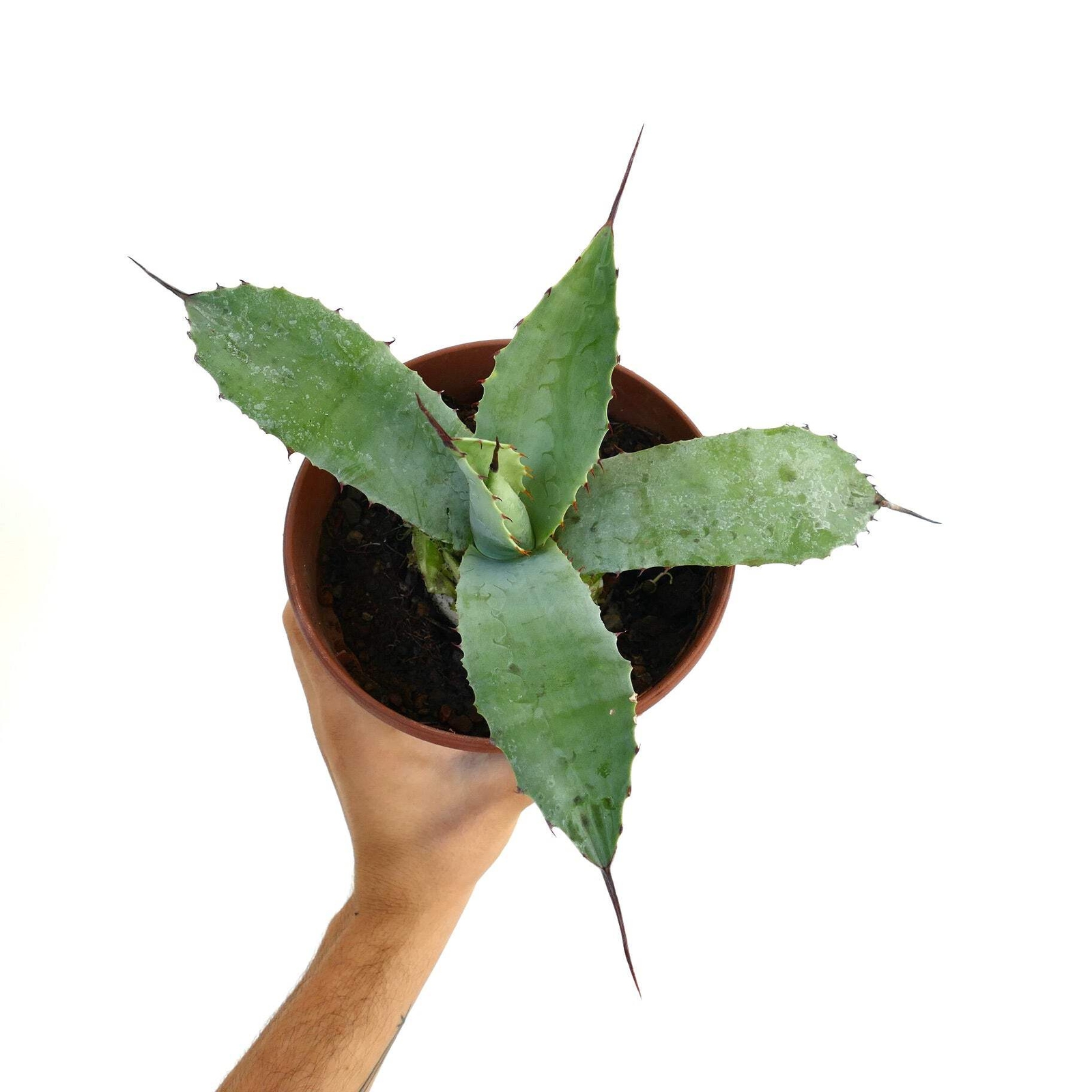 Agave bovicornuta X Agave americana – Cow-horn agave hybrid | American agave hyb
