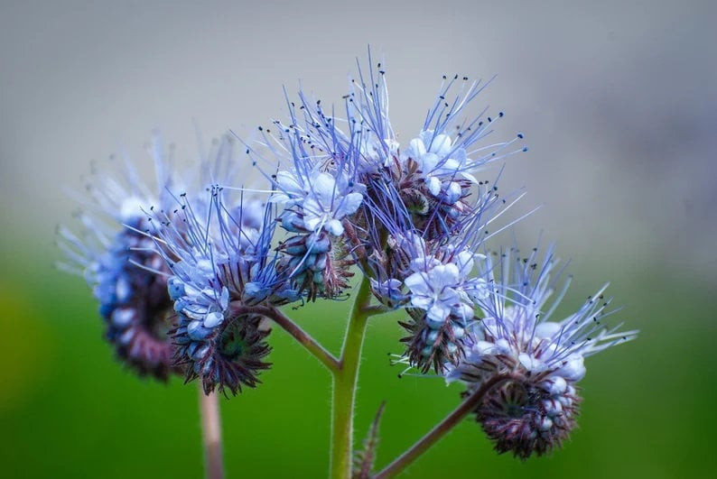 200 Pcs Cute Lacy Phacelia Flower Seeds