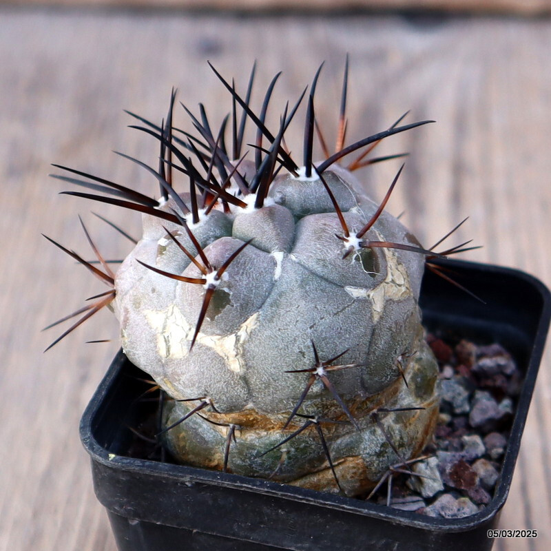 A5169 COPIAPOA CINEREA BLACK SPINES pot 5 cm H 2 cm W 2,5 cm MaMa Cactus