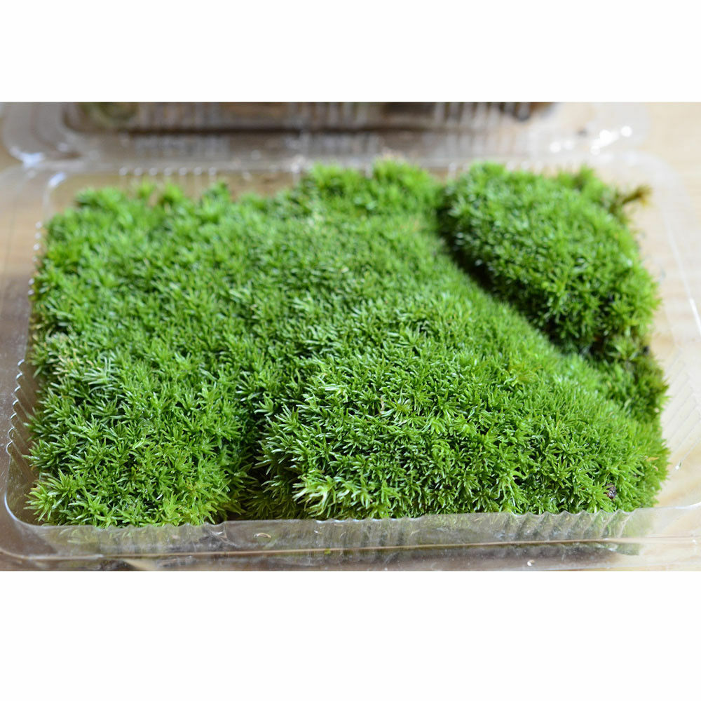 Natural Reindeer Moss Preserved Dried Craft Flower Stamen Decoration