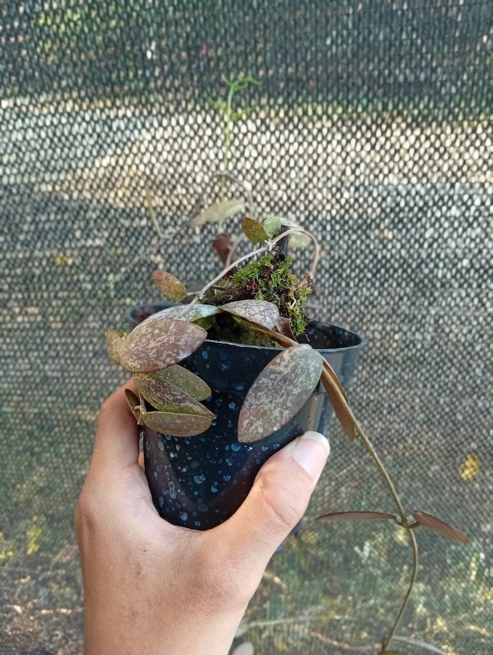 Real Picture Hoya Sigillatis Red Splash Rare Plant