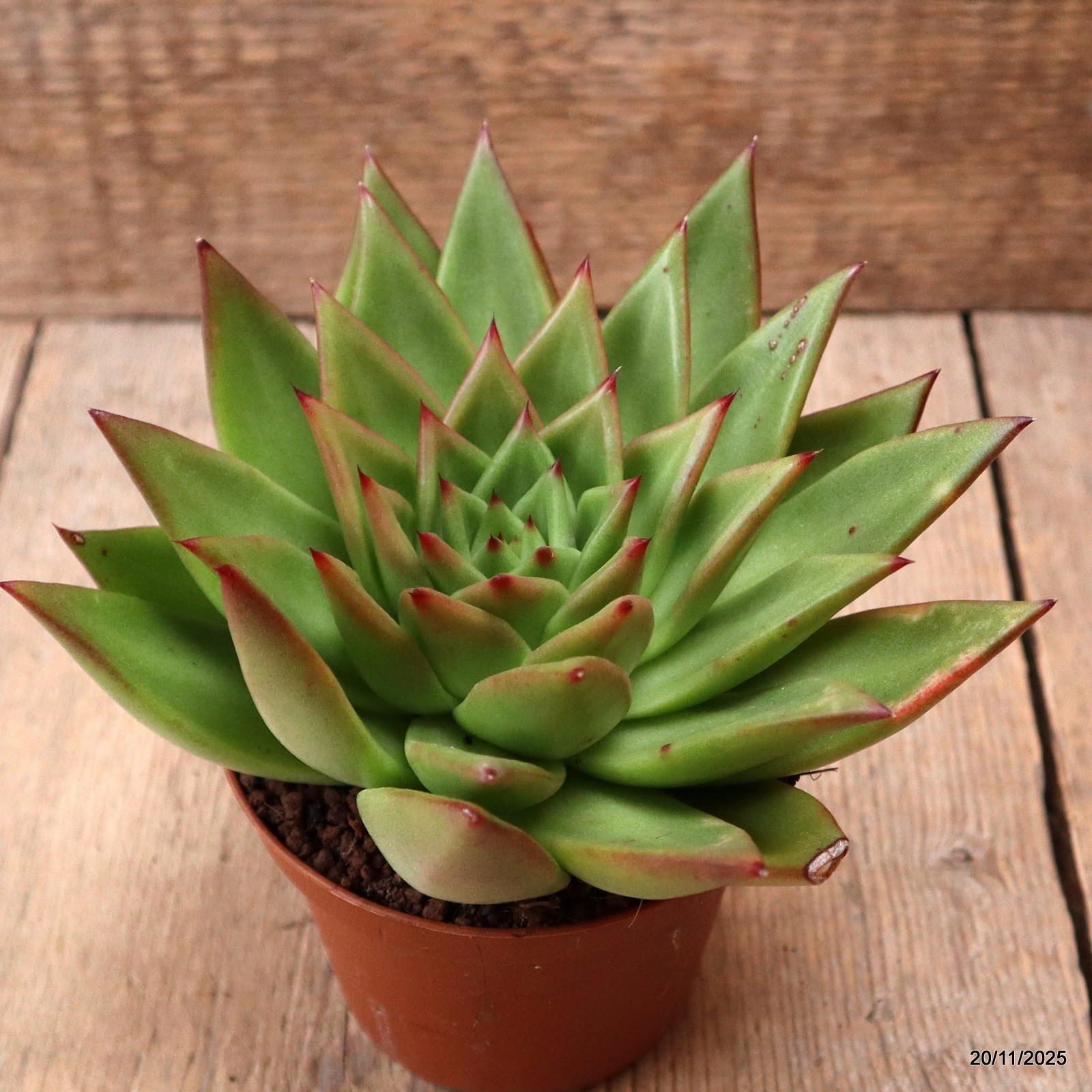 D7460 ECHEVERIA AGAVOIDES pot10-H10-W17 cm MaMa Cactus