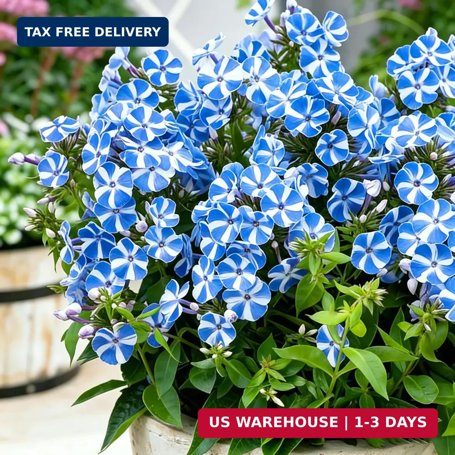 Dwarf Creeping Phlox Seeds for Planting, 1008+pcs Perennial Creeping Sky Phlox F