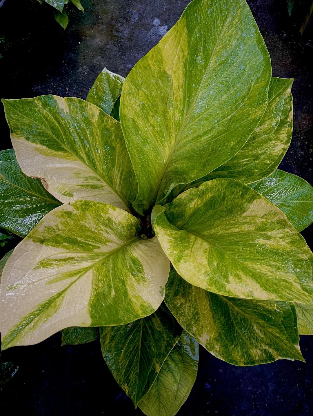 Anthurium Cobra Batik Variegated Big Size Real Picture Very Beauty