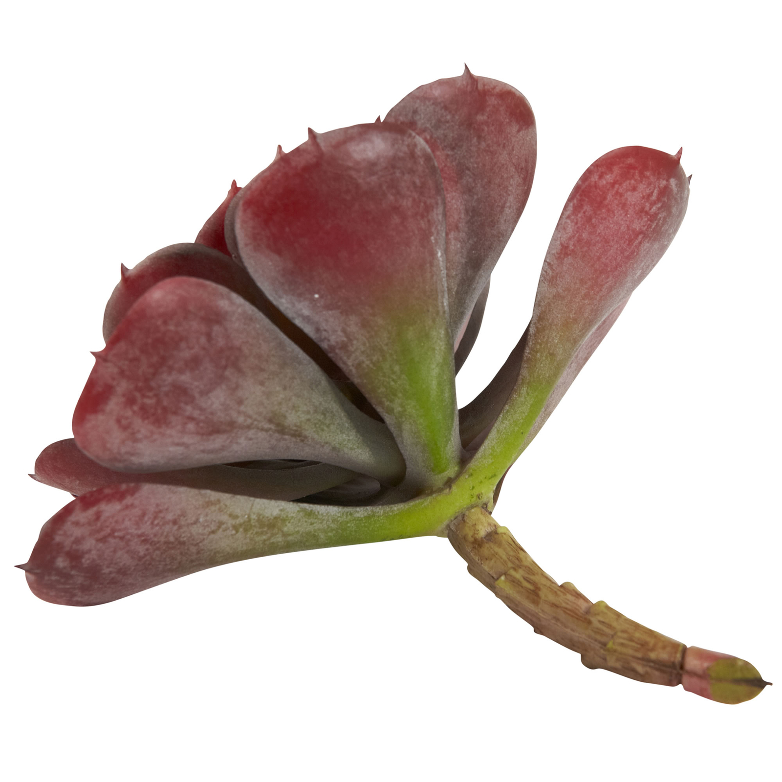 Echeveria Succulent Set Of 12 Burgundy Realistic 6” Decor