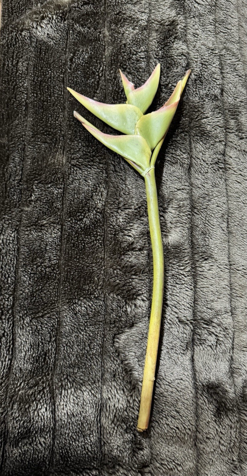 Artificial Heliconia Flower bundle of 5, Green In Color.