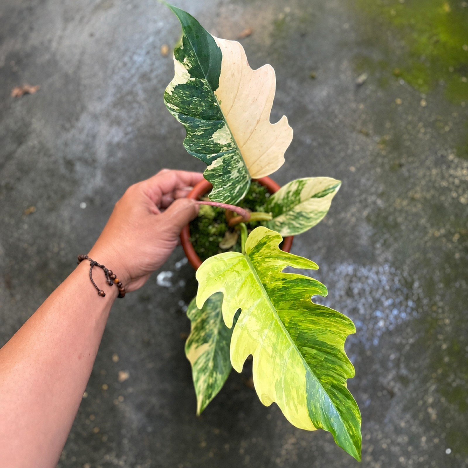 Philodendron Caramel Marble Variegated Rare Aroid Plant Exotic Indoor