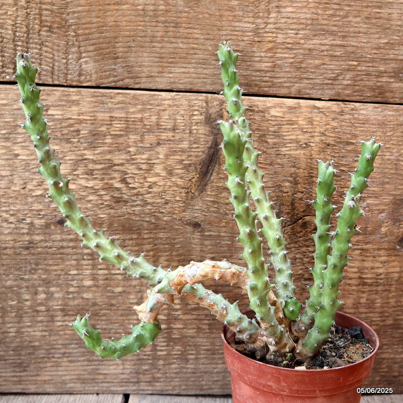 D4445 EUPHORBIA SP. pot10-H22-W21 cm MaMa Cactus