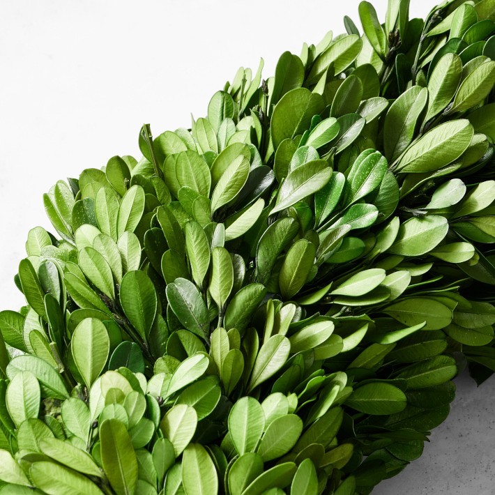 Preserved Boxwood Wreath-Williams Sonoma|38311