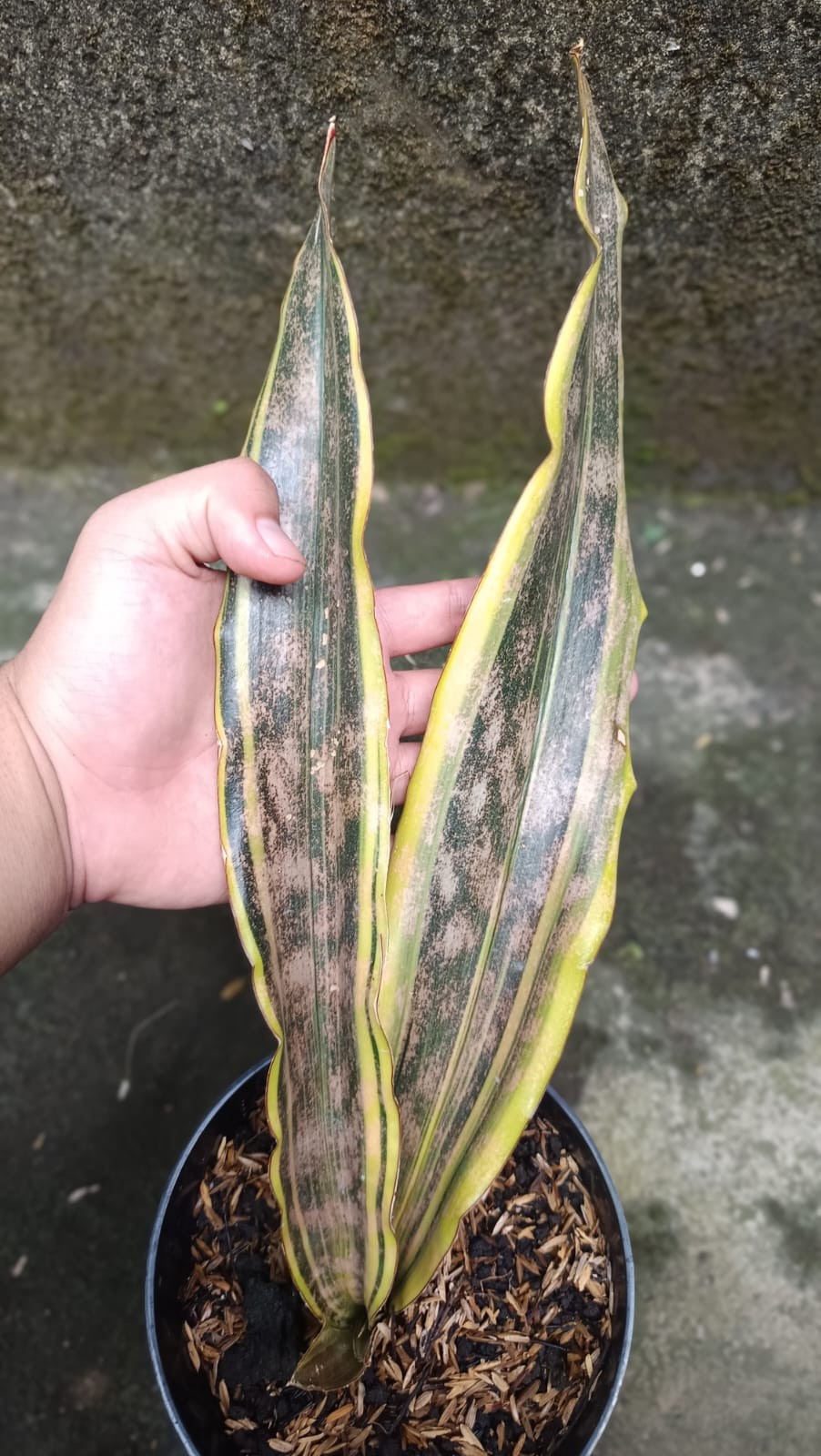 Real Picture Sansevieria Kirkii Brown Yellow Marginata Variegated Big Size