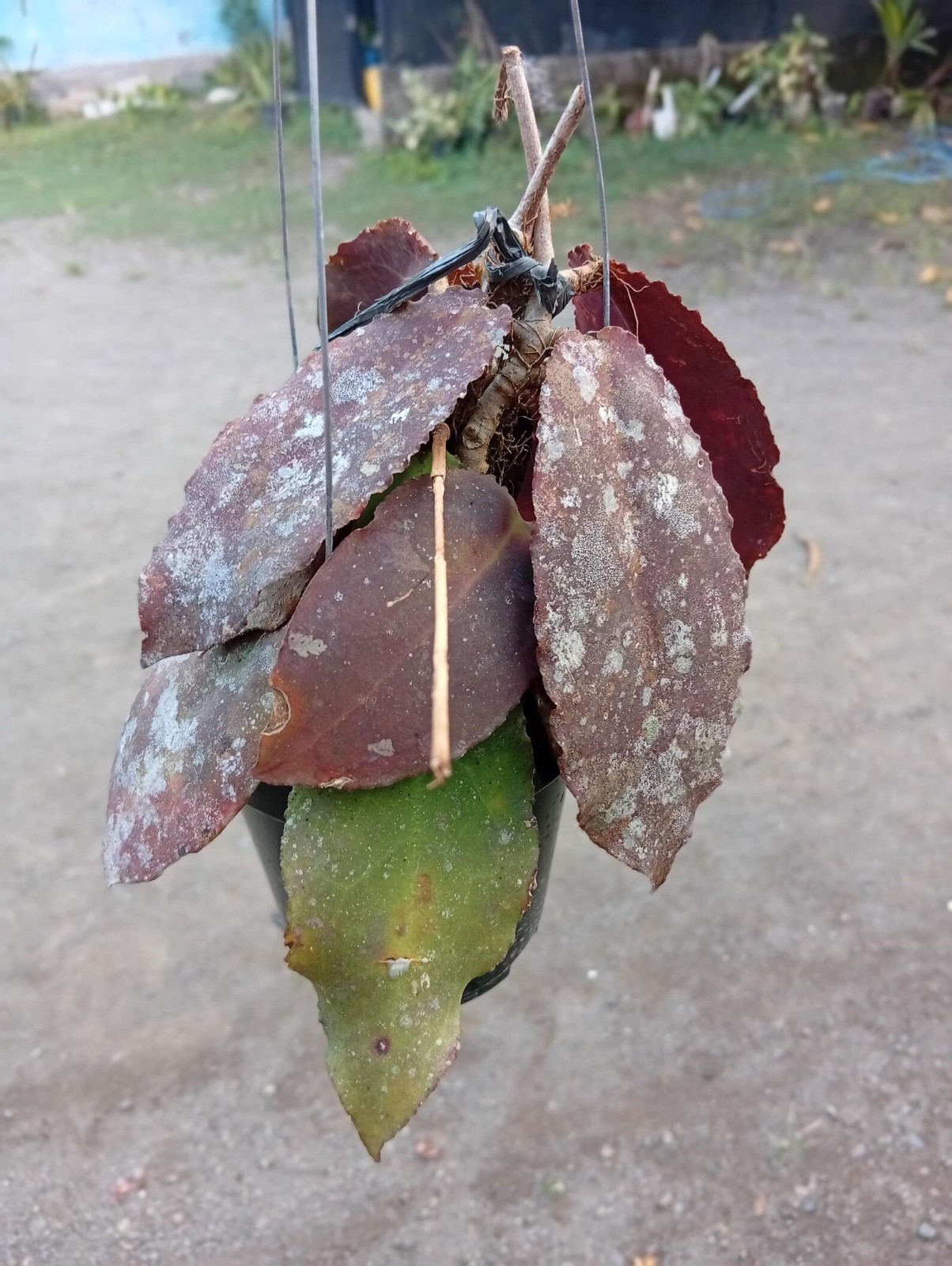 Real Picture Hoya Undulata Red Splash Lush Leaves