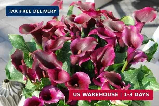 Mix Calla Lily Seeds, 150+ Pcs Mixed Color Perennial Zantedeschia Flower for Con