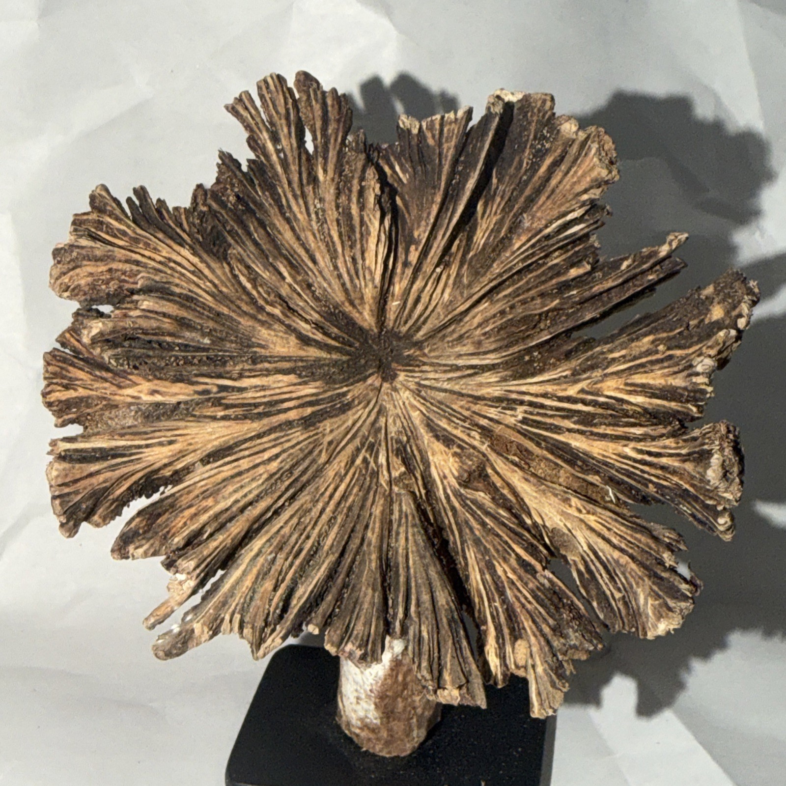 Rare Guatemala Wooden Tree Flower / Tree Ear on Iron Stand.