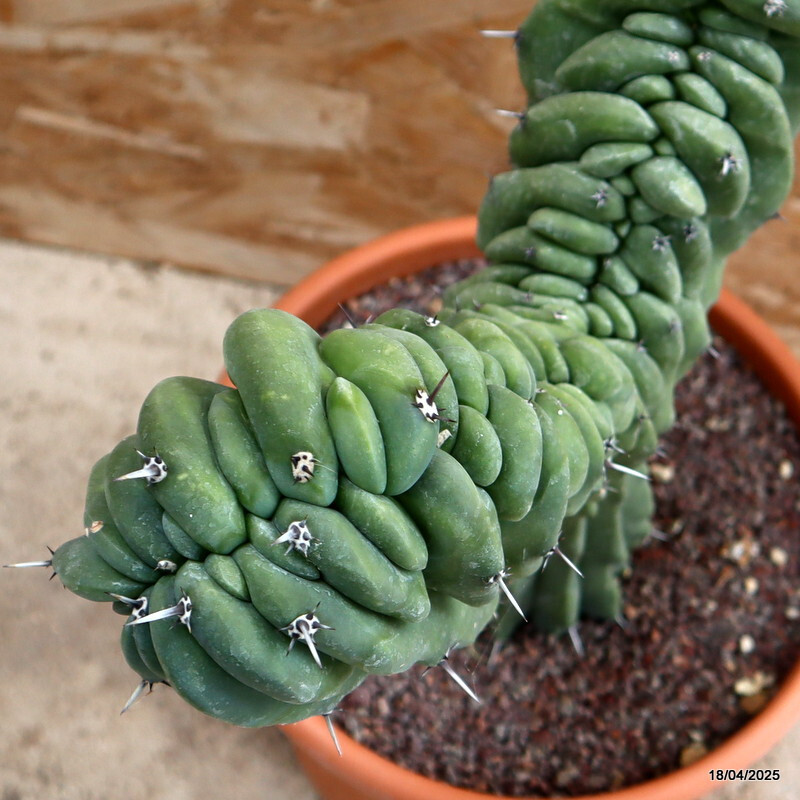 D199 MYRTILLOCACTUS GEOMETRIZANS CRESTED pot24-H38-W36 cm MaMa Cactus
