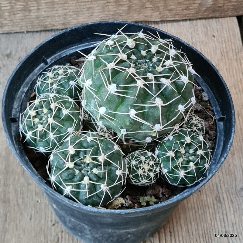 D5732 GYMNOCALYCIUM DENUDATUM pot14-H8-W13 cm MaMa Cactus