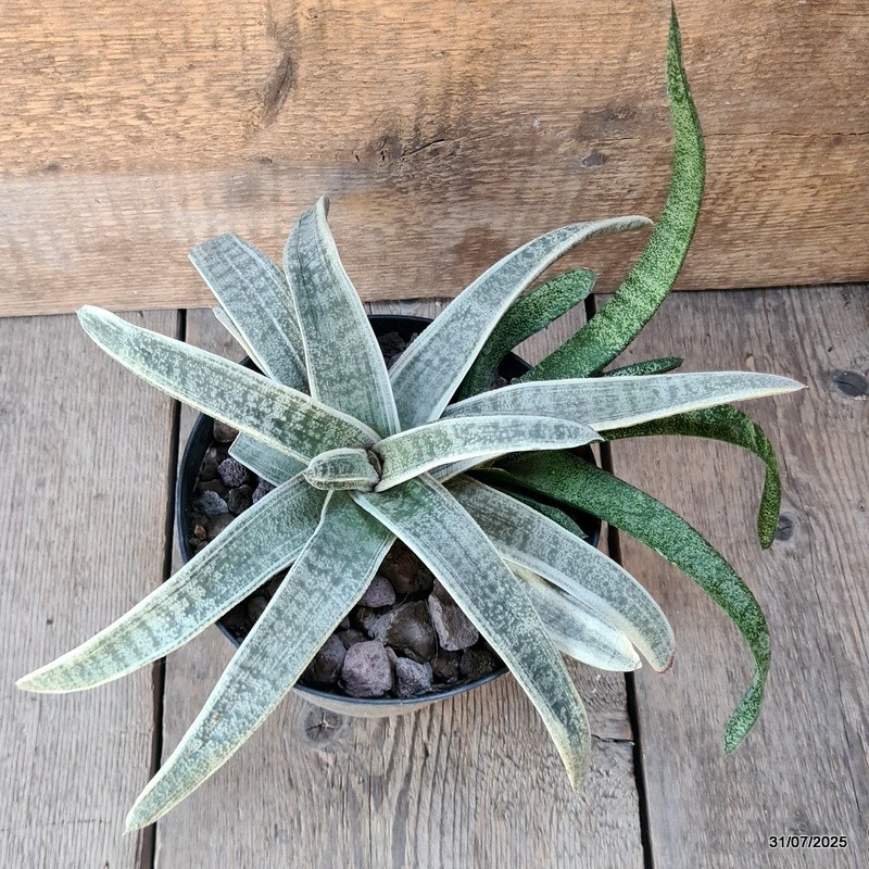 D5622 GASTERIA BATESIANA VARIEGATED pot18-H15-W36 cm MaMa Cactus