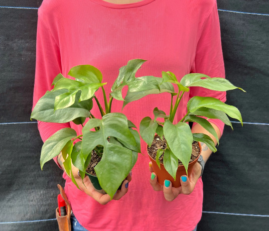 MONSTERA GINNY in 4″ Pot | Mini Split Leaf | Live HousePlant | Tetrasperma