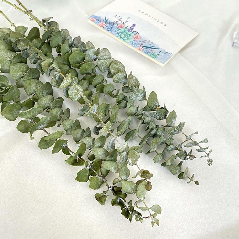 10pcs Natural Dried Flower Eucalyptus Branches Leaves Home Decors Bouquet