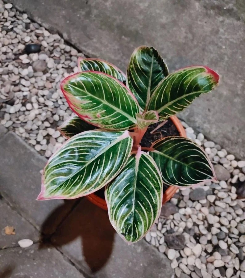 Real Picture Aglaonema Minion Beautiful Rare Plant