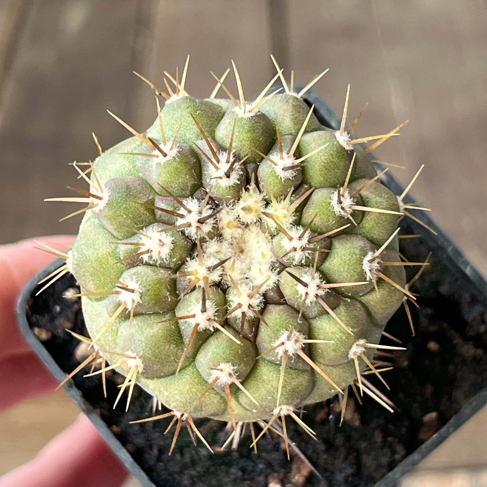A23-97 Copiapoa columna-alba, Tigrillo, Ant, grafted