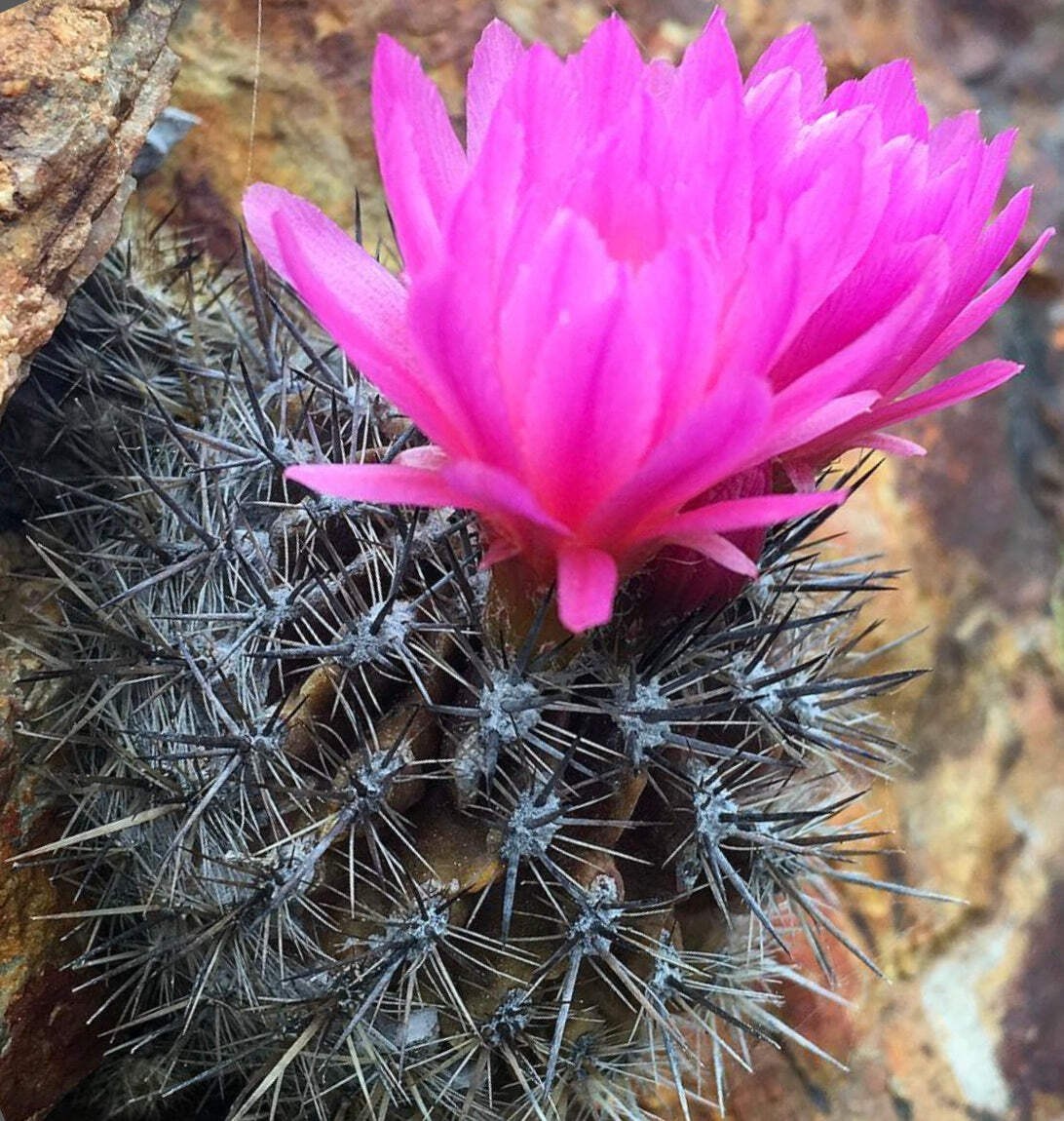 Neoporteria chilensis SEEDS – Rare Cactus SEEDS
