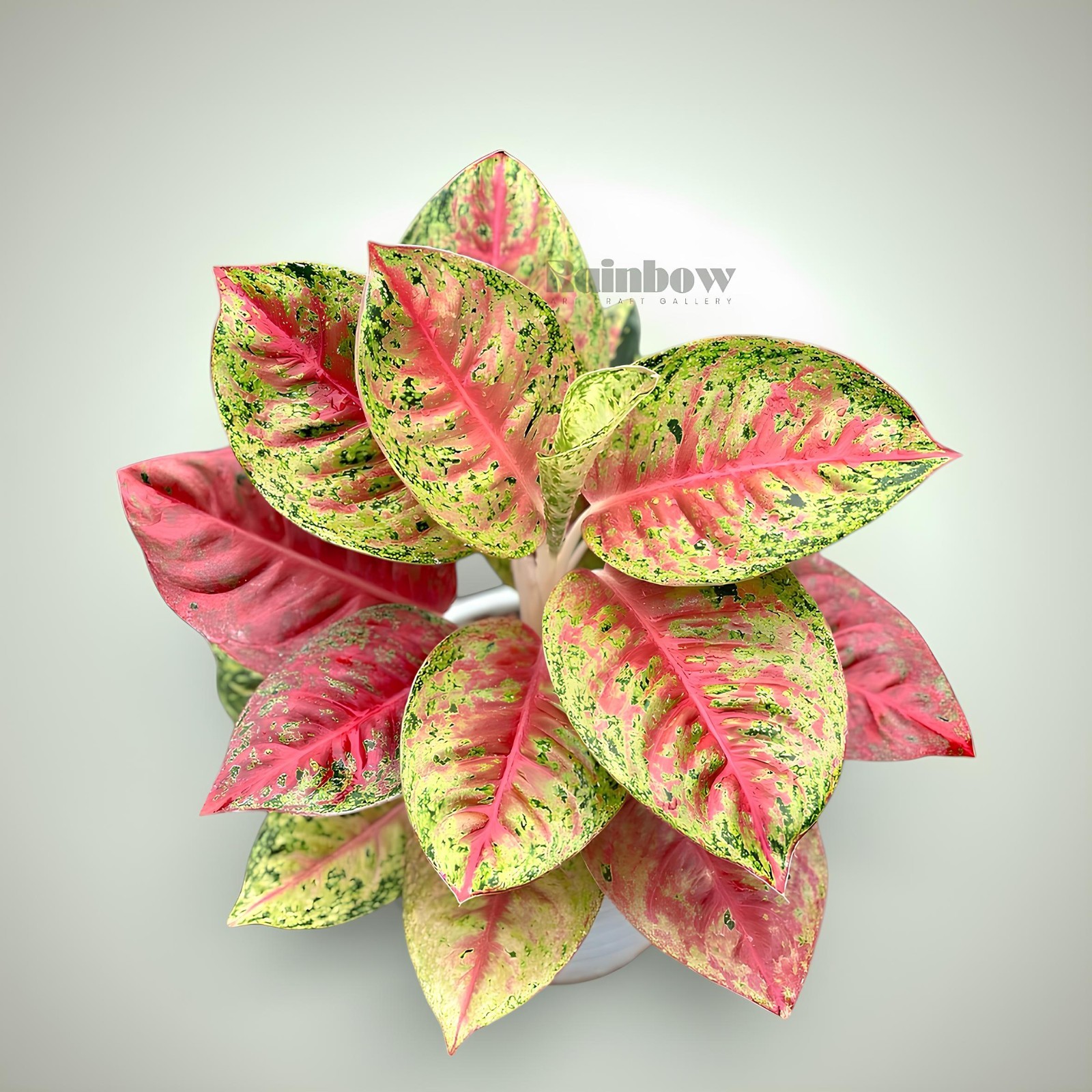 Aglaonema Mahasety Beatiful Ornamental Plant