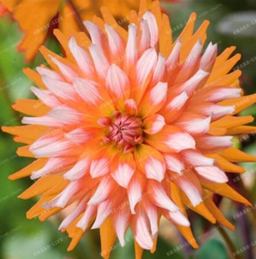(10) DAHLIA SEEDS rare exotic flower bloom garden plant USA SELLER W/TRACK