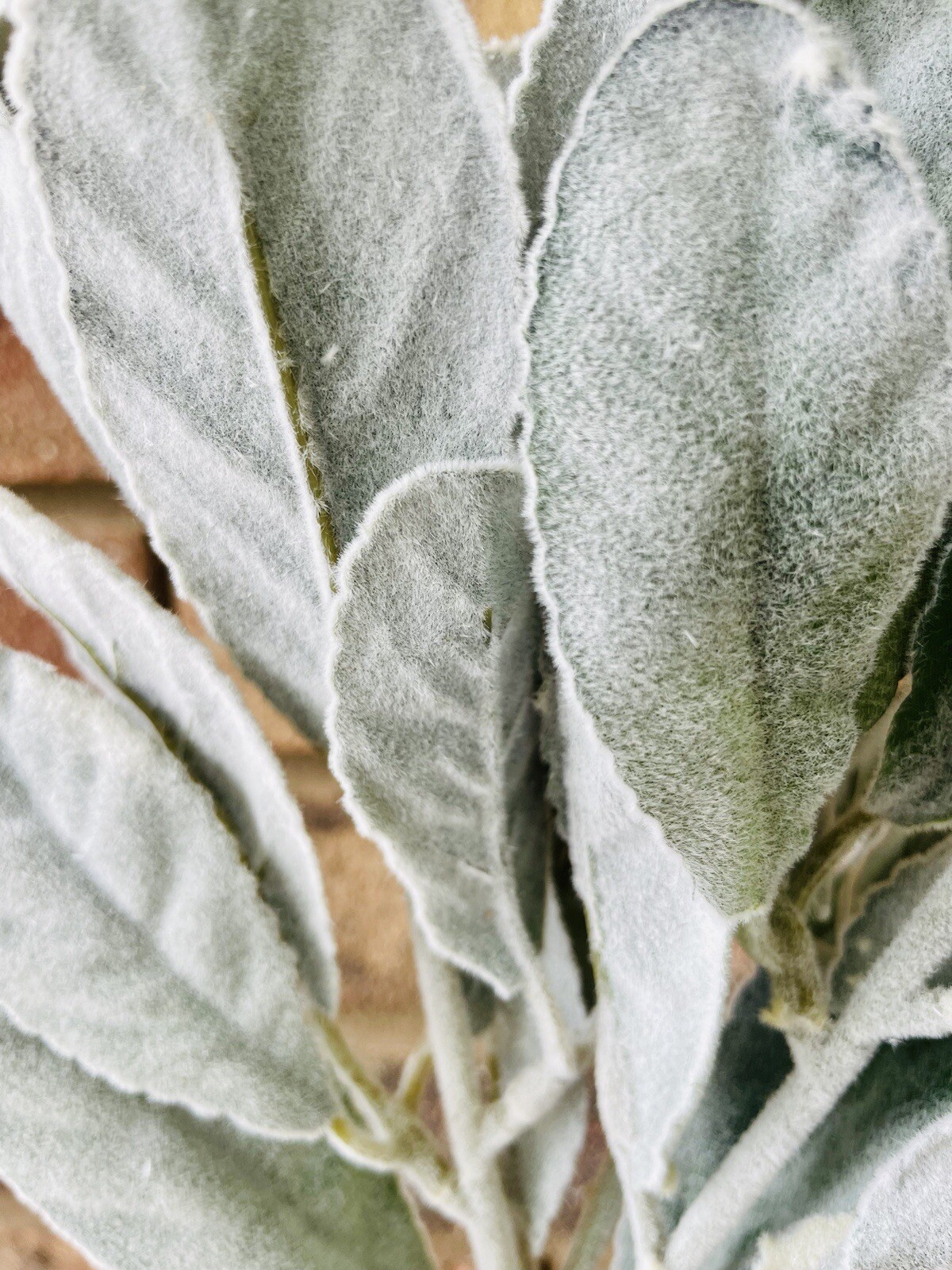 Frosted Lamb’s Ear Pick, 15” Bundle Of 3 Floral Arrangements Greenery New