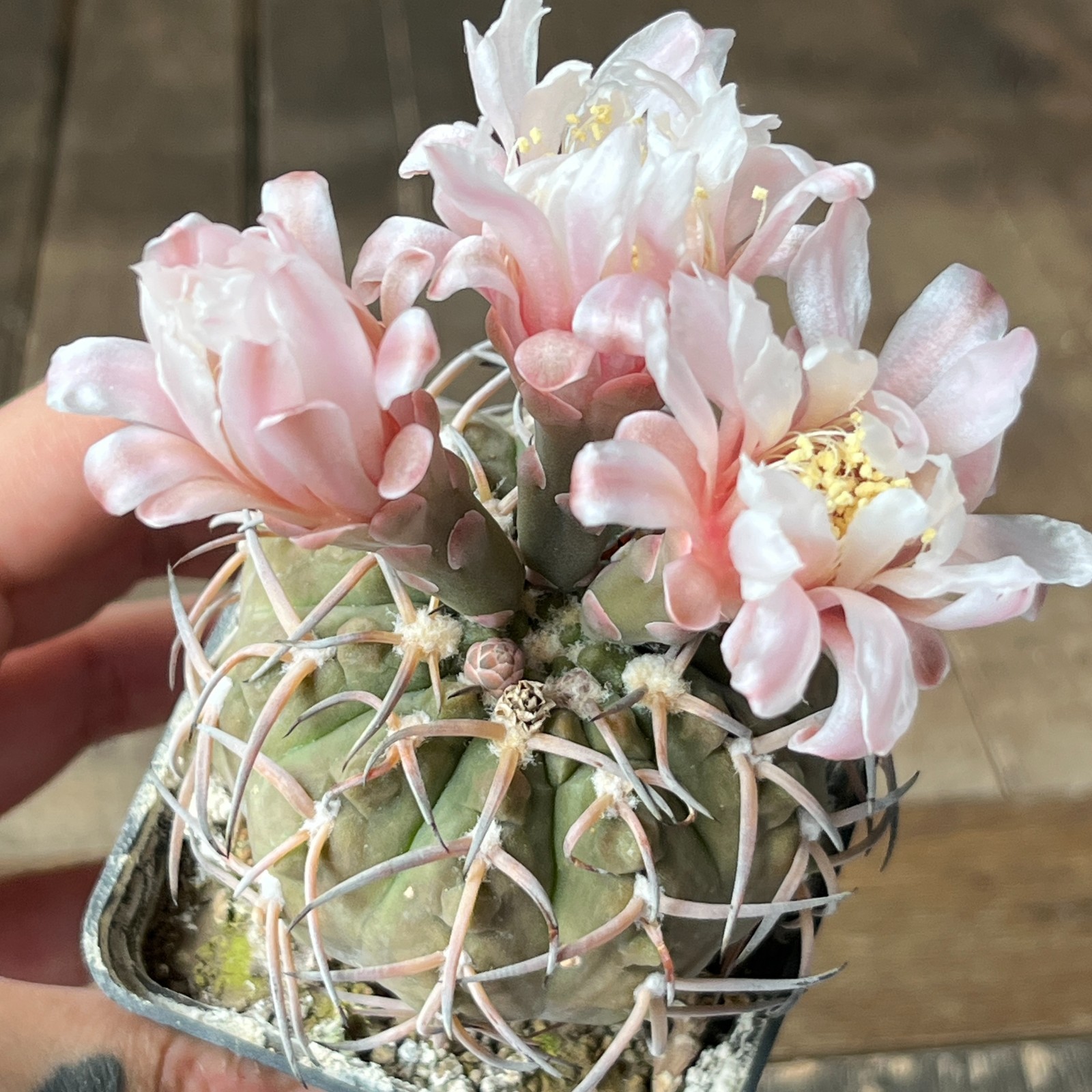 A40-2030 Gymnocalycium riojense v. paucispinum, grafted