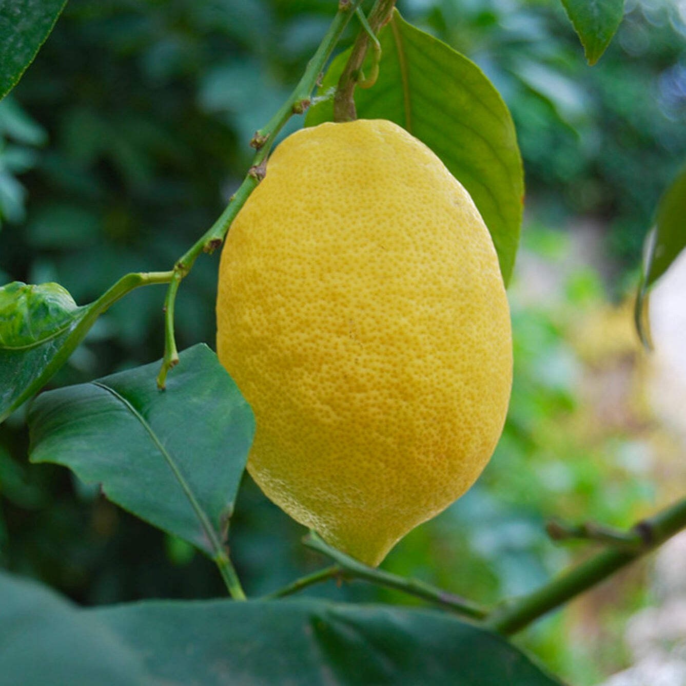Citrus X limon cv Femminello Siracusano 15-35cm | Lemon | Lemon tree – Lemon | L