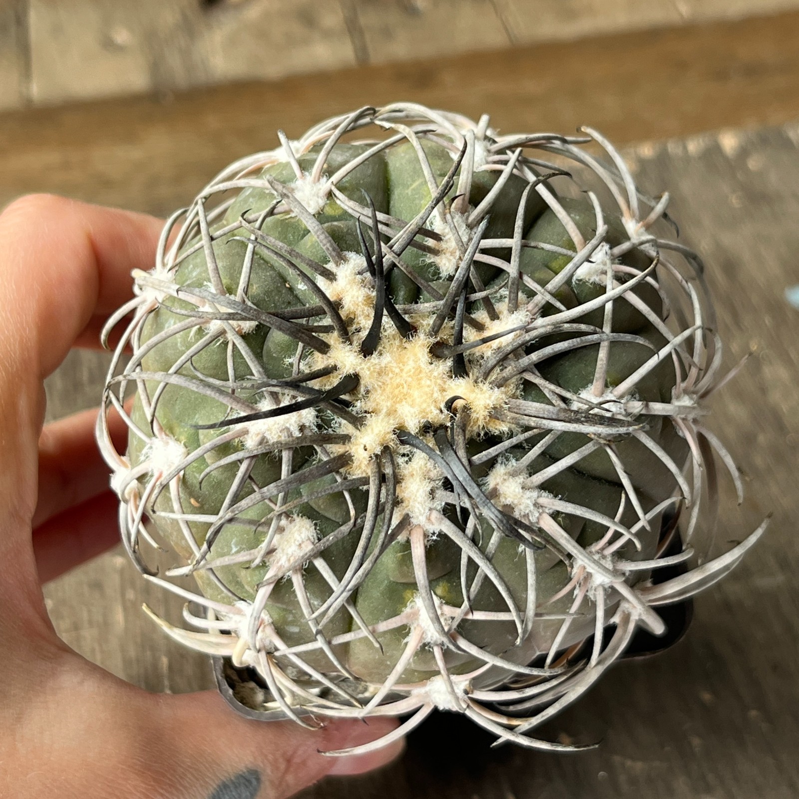 A38-2065 Gymnocalycium spegazzinii super black spines, grafted