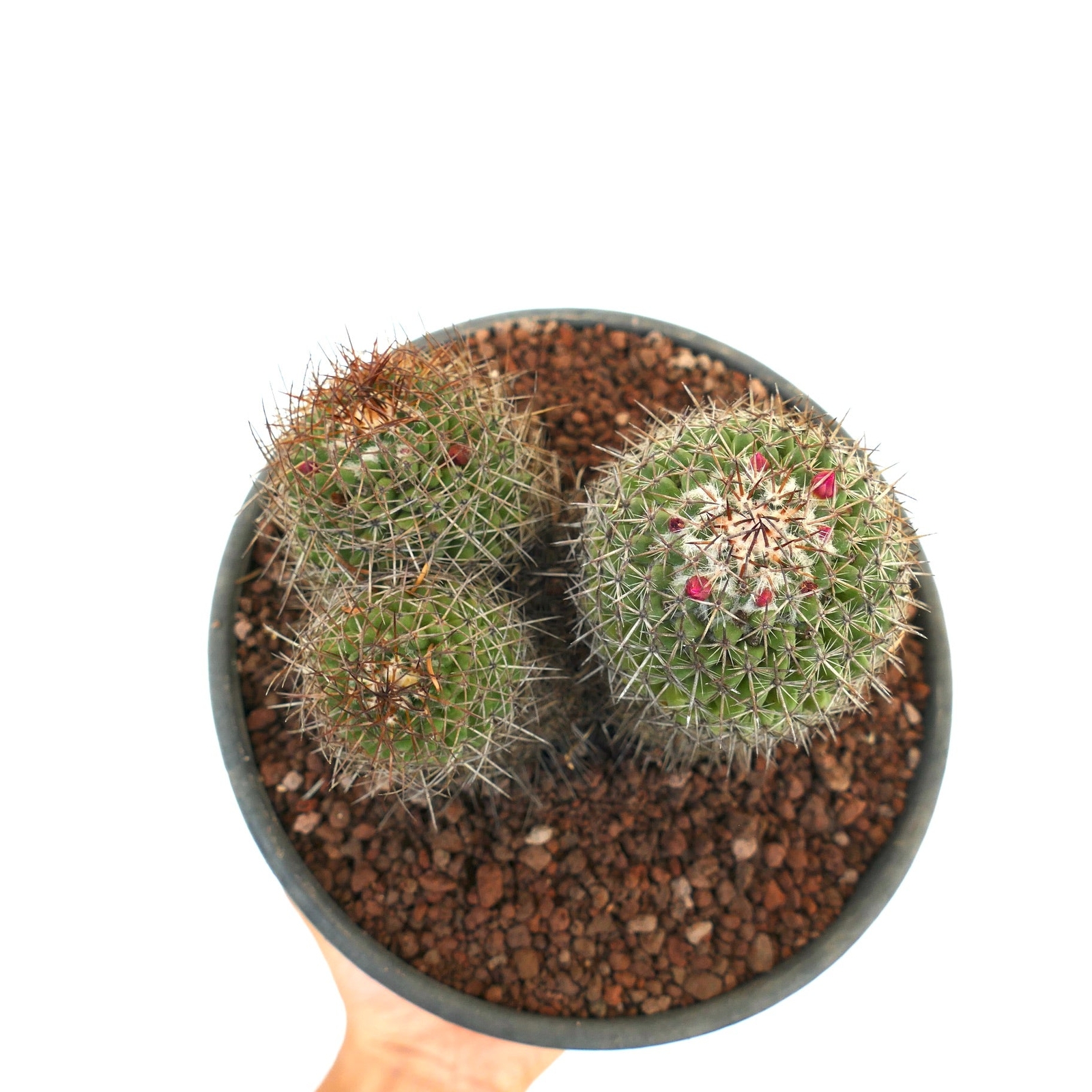 Mammillaria cripiseta (Oaxaca) –