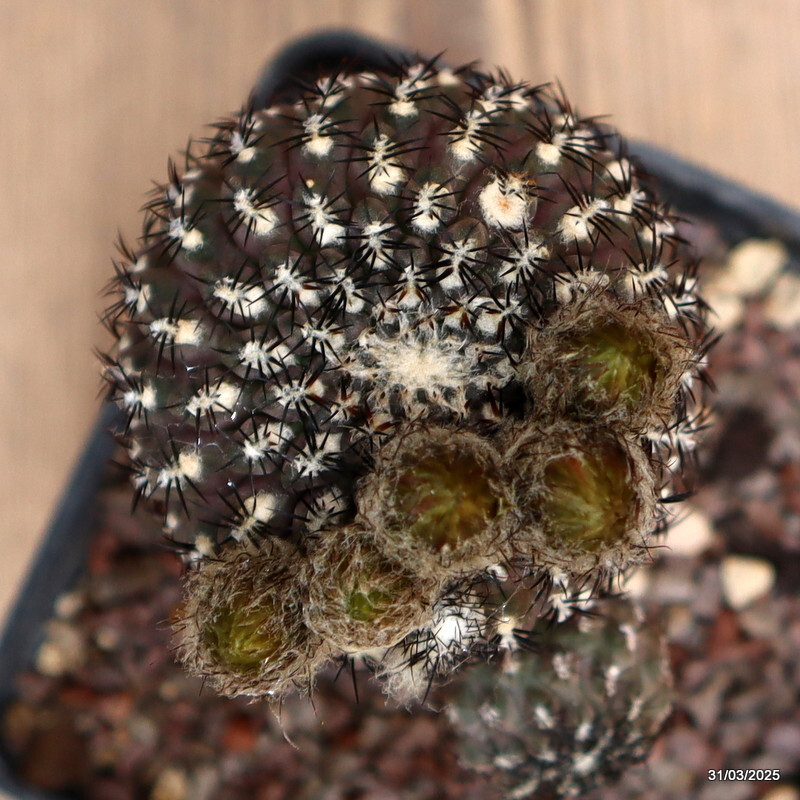 A5505 NEOPORTERIA NAPINA pot10-H11-W9 cm MaMa Cactus