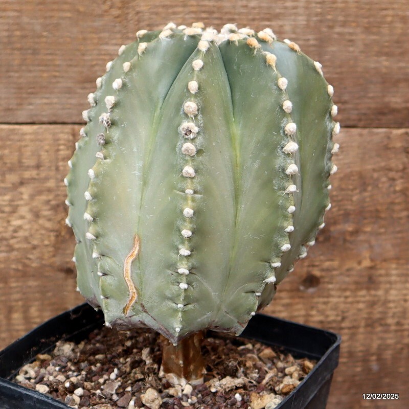 D3006 ASTROPHYTUM SUPERKABUTO GRAFT. NUDUM pot14-H20-W13 cm MaMa Cactus
