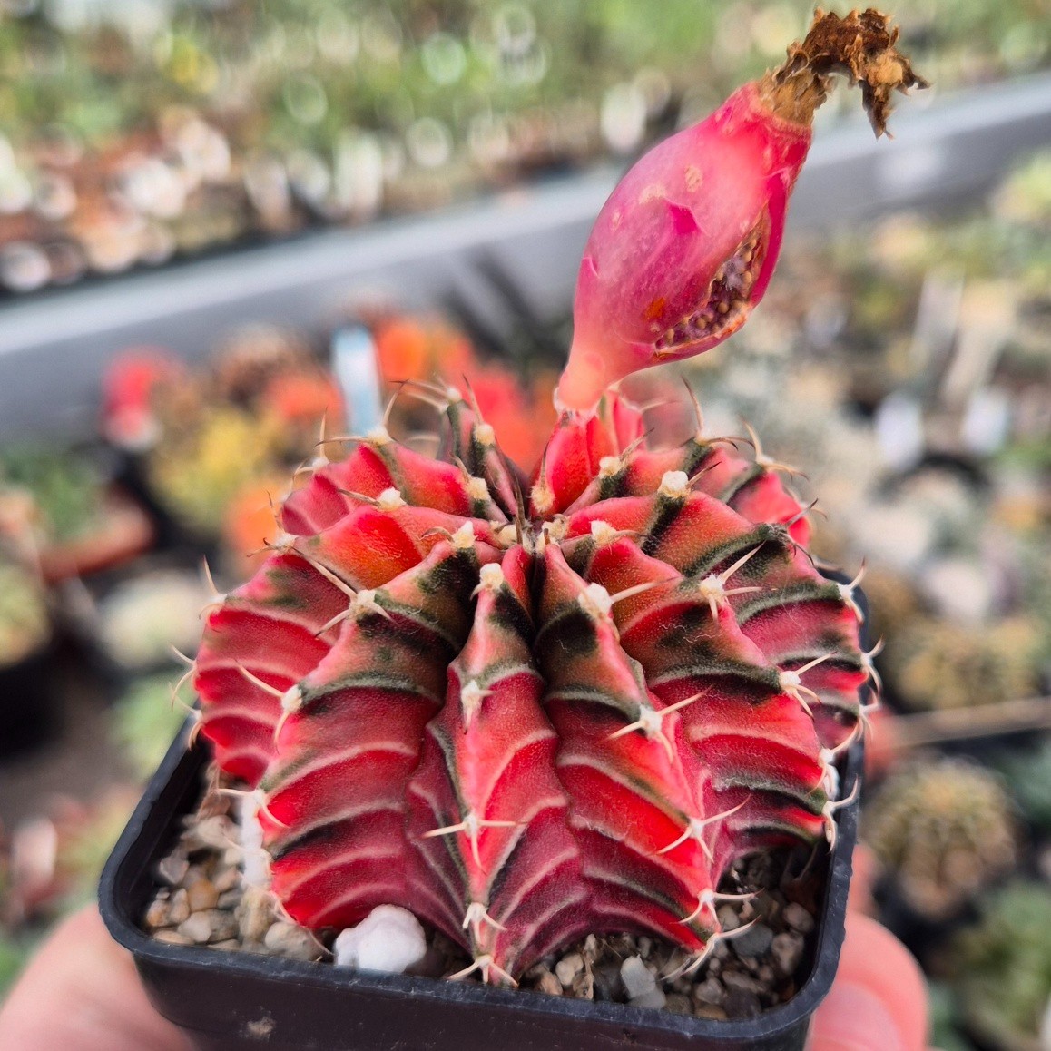 Gymnocalycium friedrichii LB f.variegata VVG5 20seeds harvest 2025