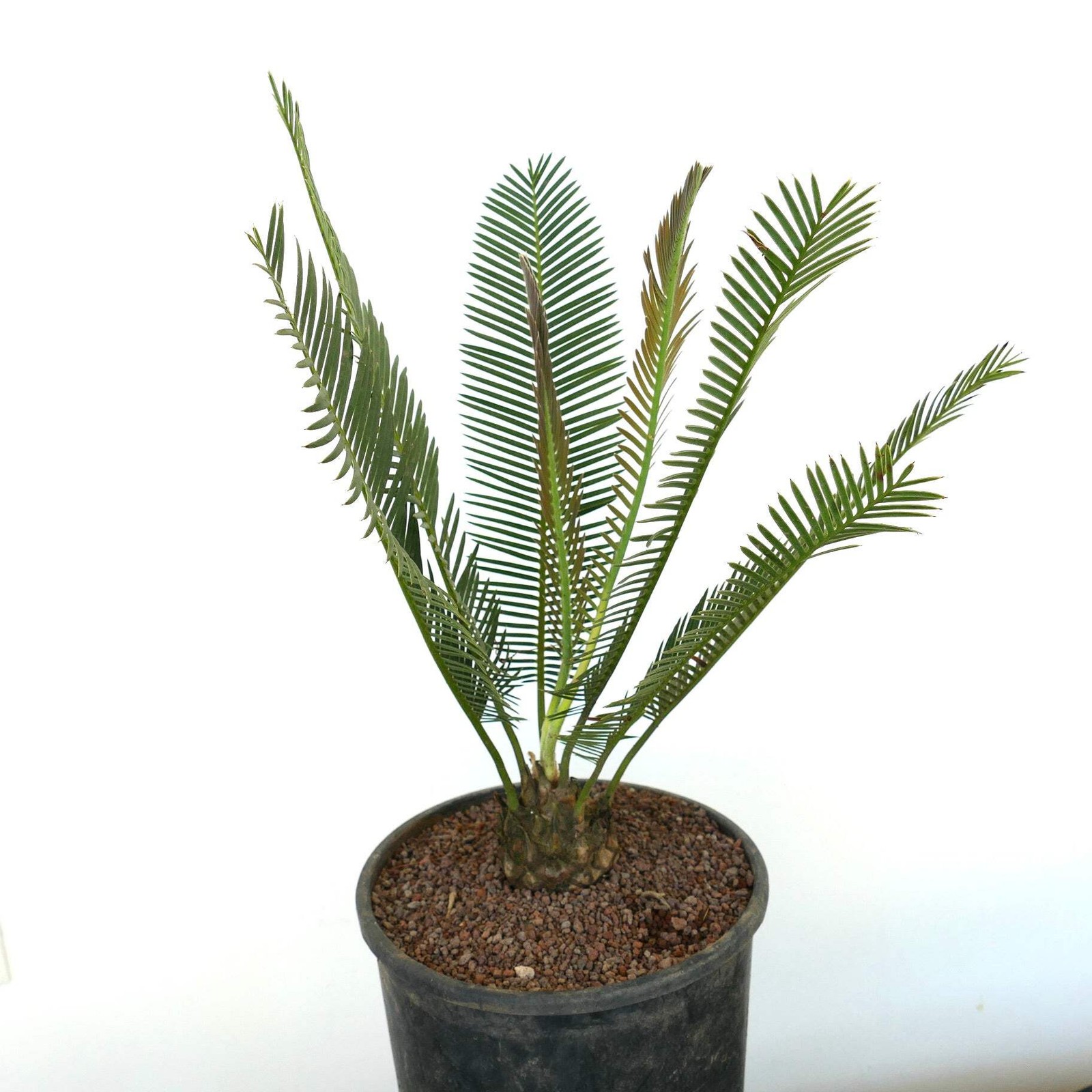 Dioon anustifolium 8x8cm CAUDEX – Narrow-leaved Dioon | Palma de la Virgen