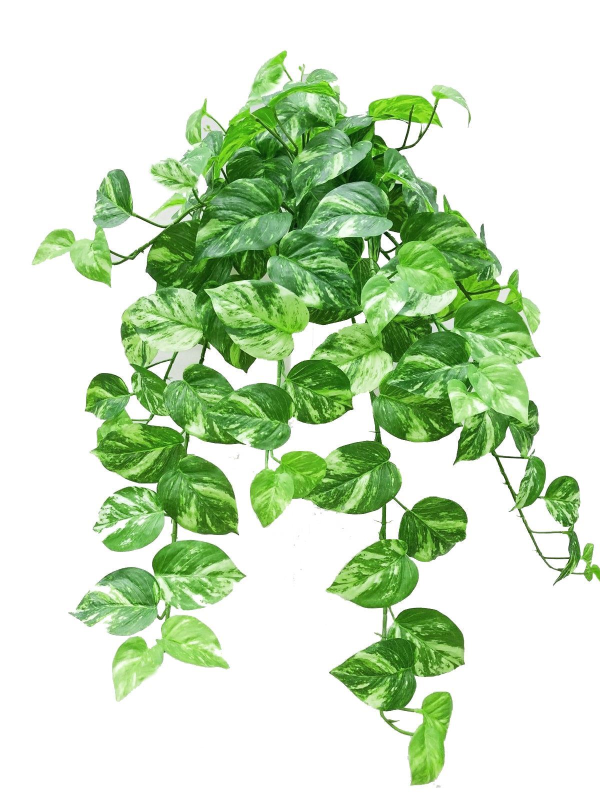 31″H Marble Pothos leaf (Real Touch) Hanging Bush, 15 stems, 102 leaves
