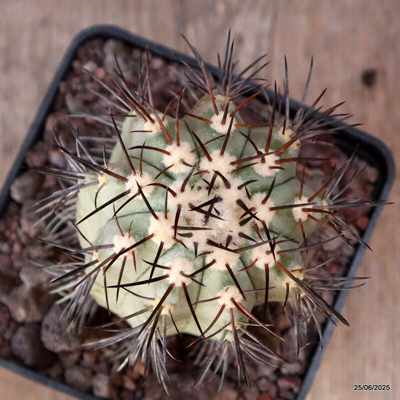 D4808 COPIAPOA MAGNIFICA KK1393 pot10-H11-W6,5 cm MaMa Cactus